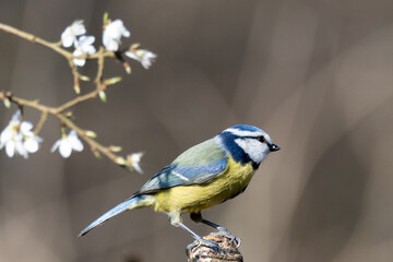 Blue Tit  (Cyanistes caeruleus) perched on a branch with white blossom