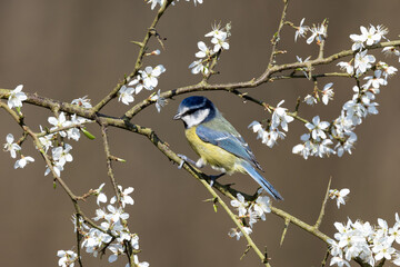 Blue Tit  (Cyanistes caeruleus) perched on a branch with white blossom