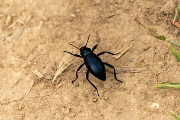 stink beetle on dirt