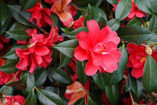 Japanese Camellia (Common Camellia) Botanical Name is Camellia Japonica.