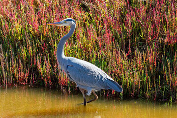 Great Blue Heron wading in Pismo Beach on the central coast of California United States