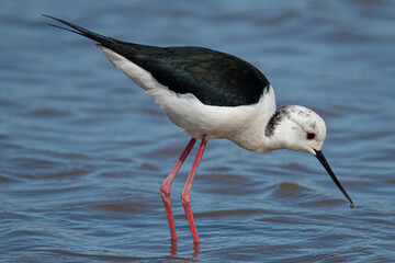 Fototapeta premium Himantopus himantopus