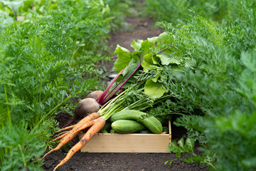 wooden box of farm fresh vegetables, harvested in the garden