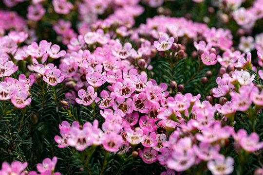 Chamelaucium uncinatum, also known as waxflower, the Geraldton waxflower orGeraldton wax. This cultivar is the Chamelaucium “Sarah’s Delight”. It's native to Australia and popular in horticulture.