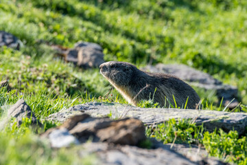 marmot in a alpine meadow near Grindelwald in the Swiss Alps