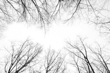 Fototapeta Drzewa, niebo, gałęzie, jesień, czarno-białe, konary, kora, minimalizm obraz