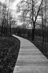 ścieżka, droga, deski, park, las, czarno-białe, pomost, alejka, drzewa, jesień, krajobraz, drewno łąka, chodnik, iść