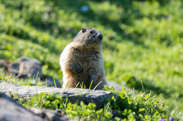 marmot in a alpine meadow near Grindelwald in the Swiss Alps