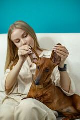 a pretty blonde girl is sitting on a white sofa and raises ears of a red-haired dachshund