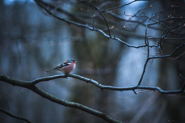 Male House Finch on an icy branch on the tree