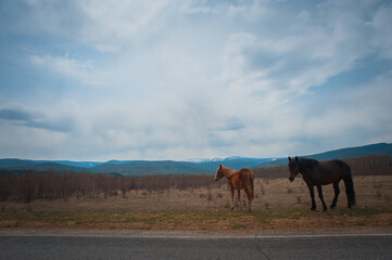 Beautiful bay horse herd grazes in the mountains at sunset