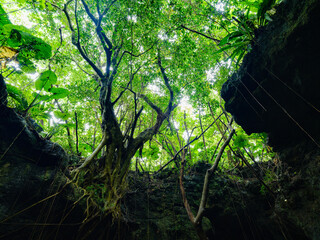 鍾乳洞から見たジャングル