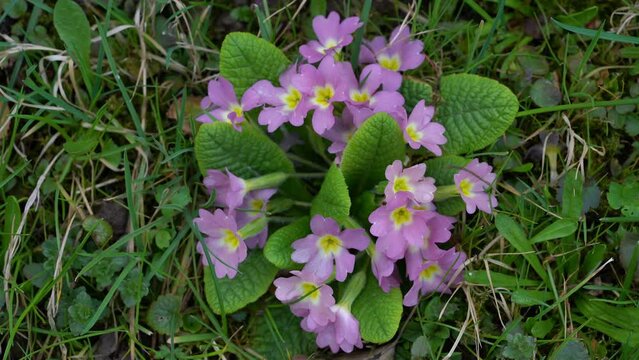Primrose in natural ambient (Primula vulgaris) - (4K)