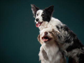 two dogs hugging. Happy Border Collie on a green background in studio. love pet