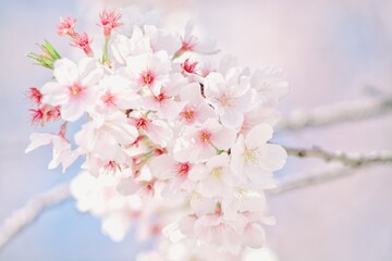 pink cherry blossom