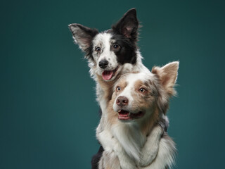 two dogs hugging. Happy Border Collie on a green background in studio. love pet - obrazy, fototapety, plakaty
