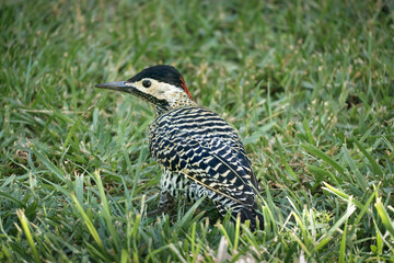 woodpecker perched on green grass