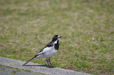 Obraz premium ハクセキレイ