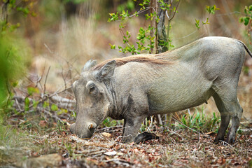 Hakuna matata. Shot of a warthog in its natural habitat, South Africa.