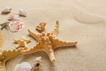 Many different sea shells and starfish on sea coast