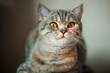 British Shorthair cat with yellow eyes lying on table
