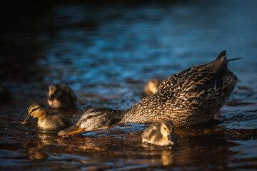 Duck family with duck chicks