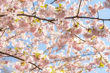Beautiful branches of pink Cherry blossoms on the tree under blue sky. Sakura flowers bloom in spring season. Floral background.