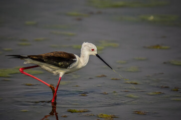long legged black winged stilt and it's reflection in a marsh in Marievale bird Sanctuary