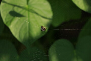 Spider 