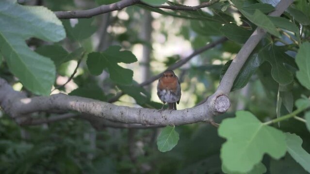 Robin bird - Flat picture profile