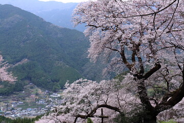 Obraz premium ひょうたん桜 山村を眺める （高知県 仁淀川町）