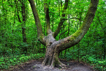 Fototapeta na wymiar Außergewöhnlicher Baum im Wald 
