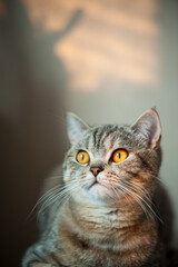 British Shorthair cat with yellow eyes lying on table