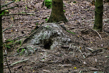 Kleine Hölle im Wald 