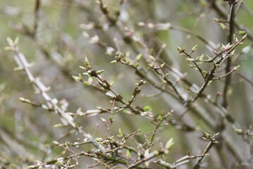 Winged spindle tree Sprout. Celastraceae deciduous shrub. The world's three largest autumnal trees. The branches are cork and winged. Used for garden trees, hedges and bonsai.