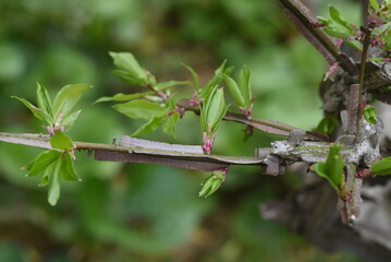 Winged spindle tree Sprout. Celastraceae deciduous shrub. The world's three largest autumnal trees. The branches are cork and winged. Used for garden trees, hedges and bonsai.