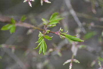 Winged spindle tree Sprout. Celastraceae deciduous shrub. The world's three largest autumnal trees. The branches are cork and winged. Used for garden trees, hedges and bonsai.