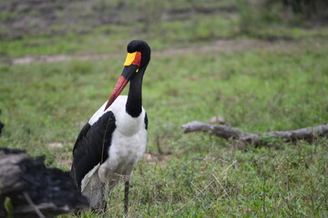 Birds in the African savanna in the nature