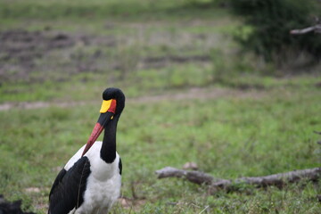 Birds in the African savanna in the nature