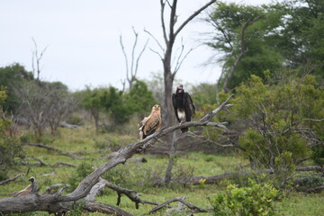 Birds in the African savanna in the nature
