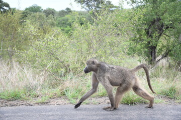 Monkey in Kruger park in south africa