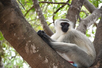 Monkey in Kruger park in south africa