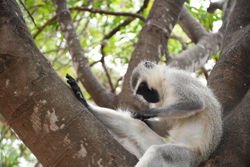 Monkey in Kruger park in south africa