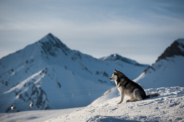 Husky portrait with village and mountains in background
