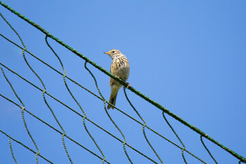 Meadow pipit (Anthus pratensis) on a volleyball net in front of the sky