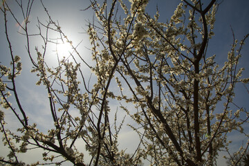 branches of a blossoming spring peach tree on a blurred background.