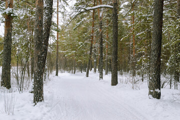 Pine winter snowy forest on a cloudy frosty day