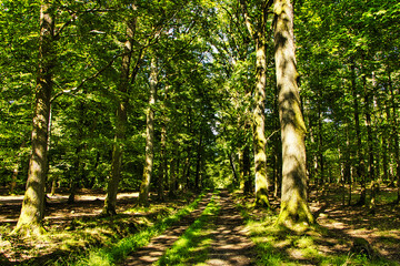Weg im Wald im Sommer