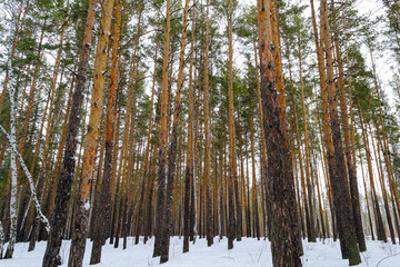 Slender trunks of pine trees in the winter forest