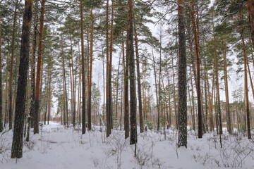 Fototapeta premium Slender trunks of pine trees in the winter forest